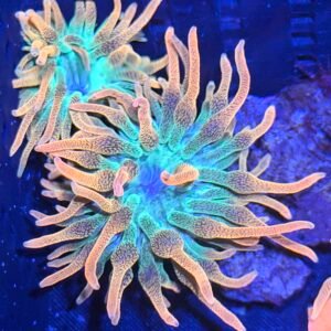 Rainbow Bubble Tip "INFERNO"