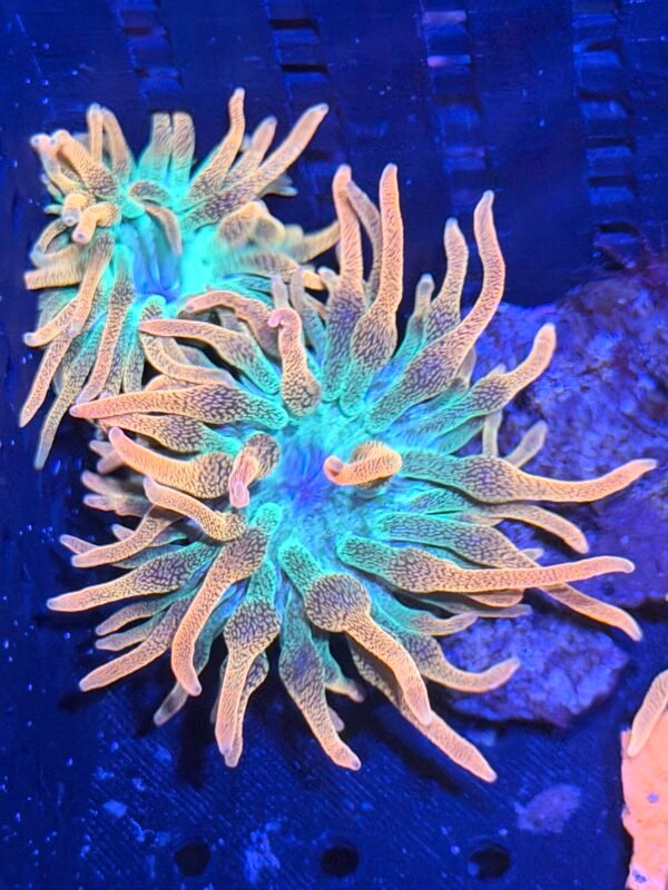 Rainbow Bubble Tip "INFERNO"